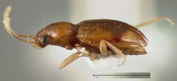 Media type: image;   Entomology 32153 Aspect: habitus lateral view